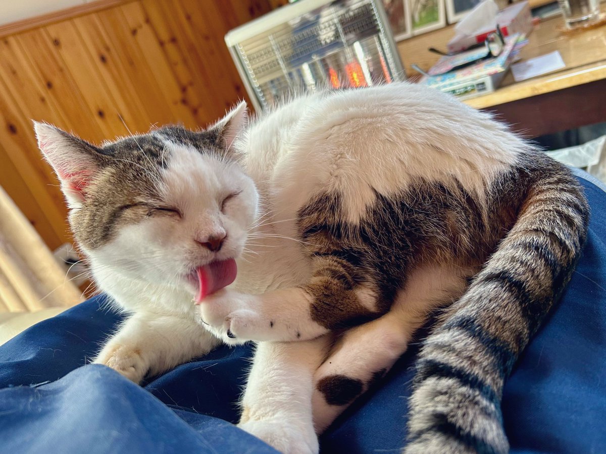 東雲 鈴音 tweet media