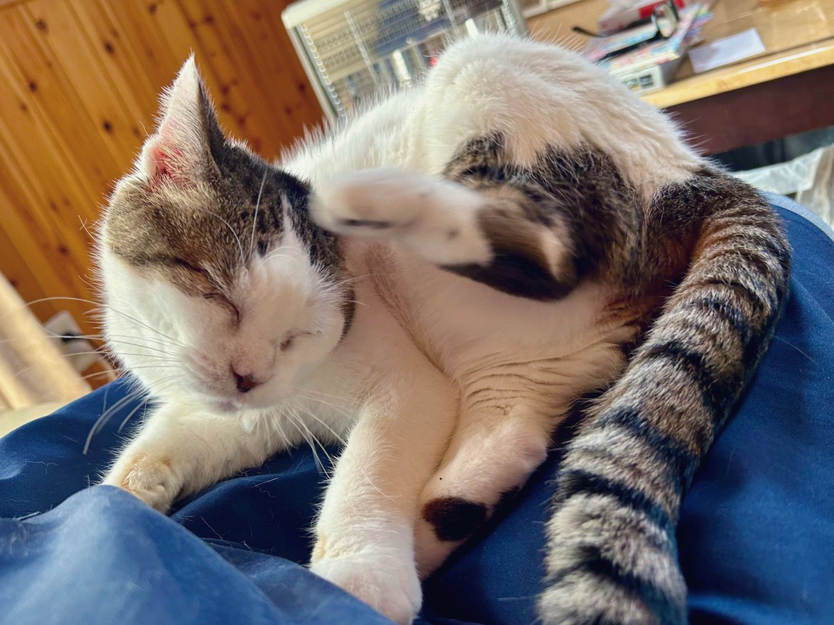 東雲 鈴音 tweet media