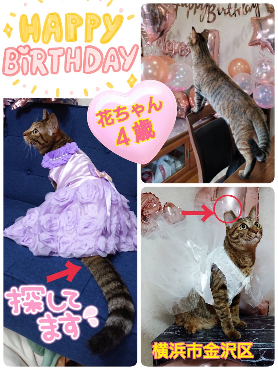 ラッキ(⁠。⁠•̀⁠ᴗ⁠-⁠)⁠✧ネコ 2点セット さつき2号 (@satsuki2go) / Posts / X