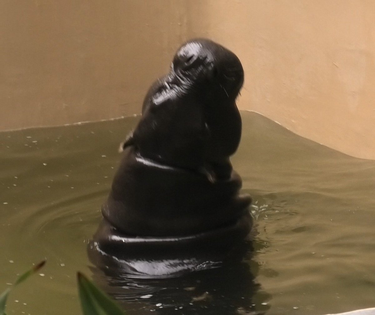 幸運を呼び覚ます　神ンガン様　落雷で死んだ水牛と象の骨　アムナットマハビロ尊者 き～よ on X