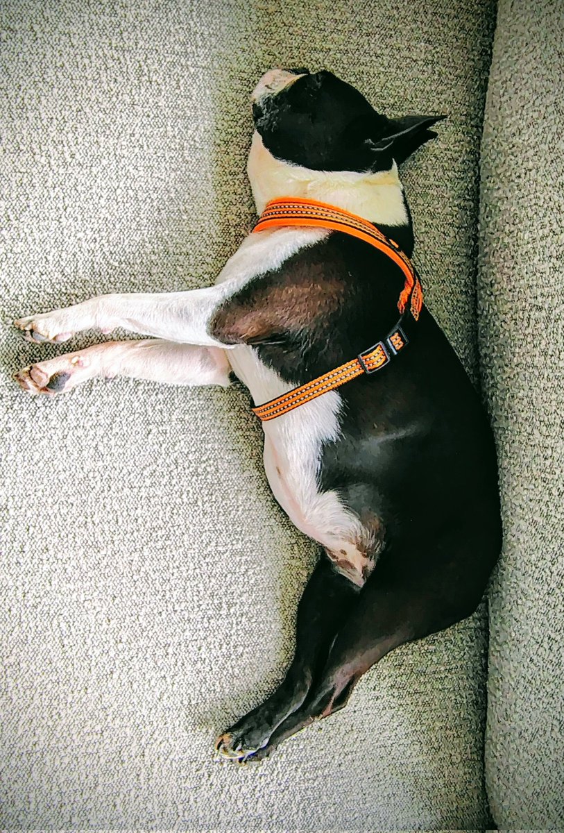 Konečne dobrá nová kancelária! ❤️🥰🐾