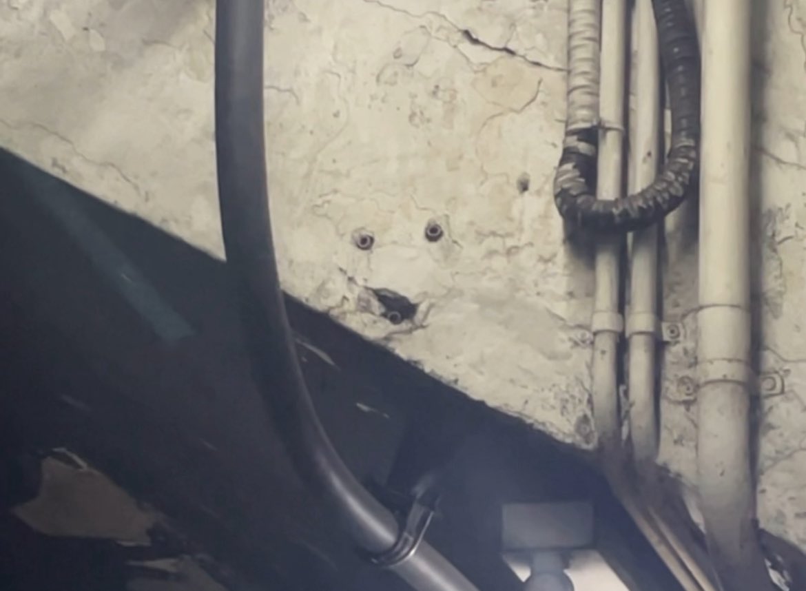 Hace años sostengo y denuncio que en la estación Primera Junta de la línea A hay un oso polar escondido en la pared, no puedo creer que haya gente que no lo vea.