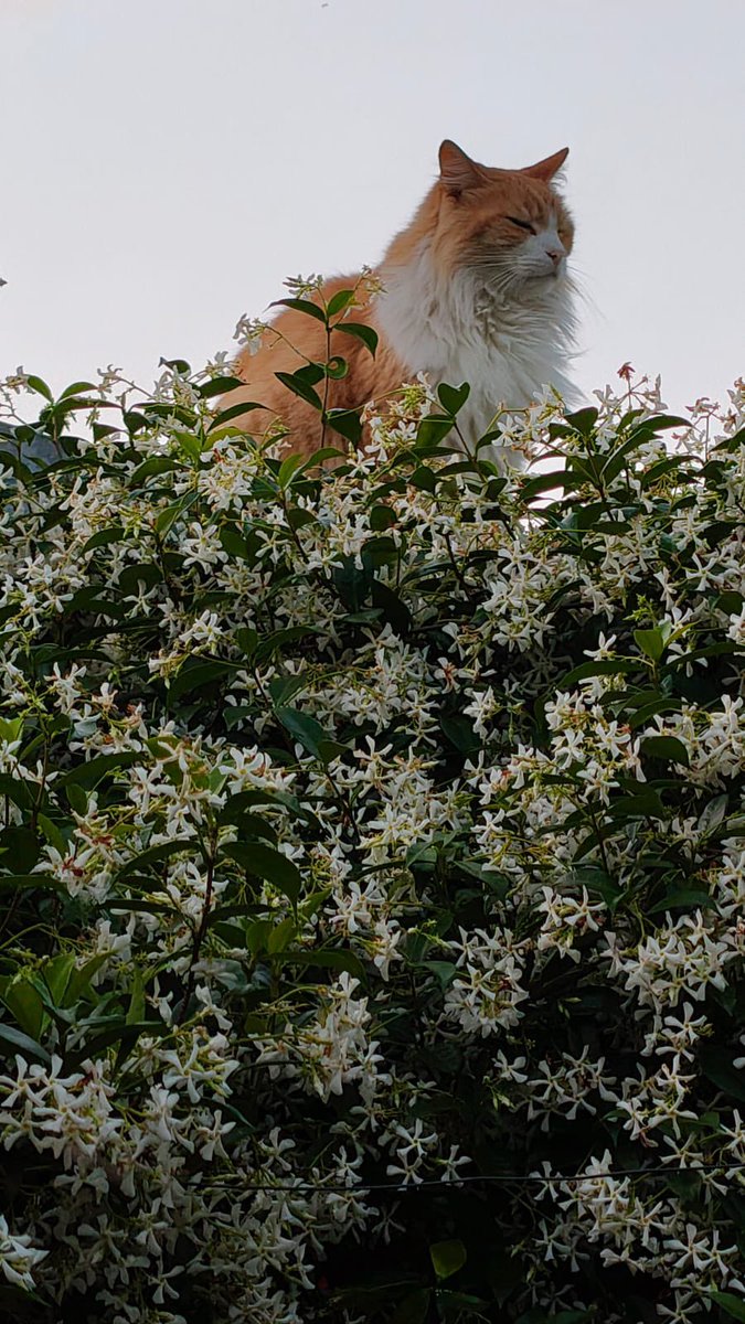 coloradixx's tweet image. De repente tuve que salir corriendo a buscar a mi gato y me vecina me manda esta foto de la tarde