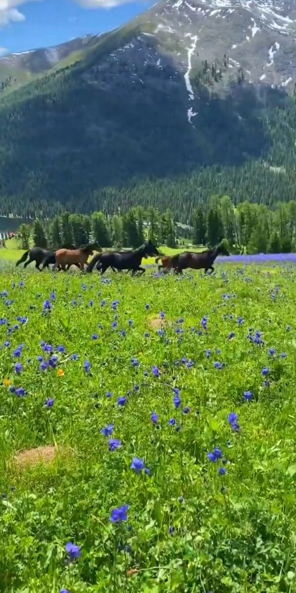 Dungeon masters I have a question. How would you handle a player trying to tame a wild horse? 

#dnd #dungeonsanddragons #gamer #tabletop #rpg #dungeonmaster