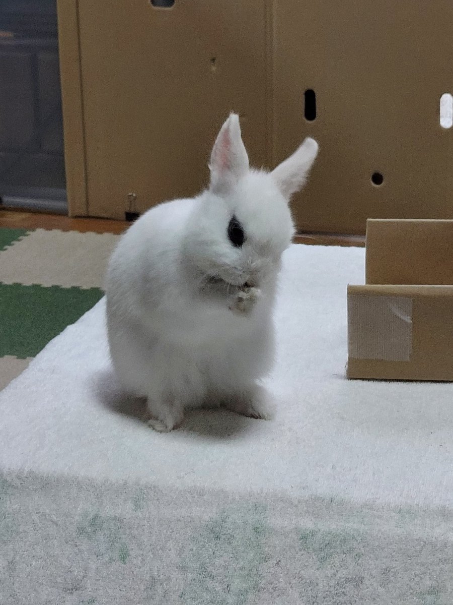 本日も元気に営業いたします

本日12時からの営業となります
申し訳ございません

水木金土は夜営業もします！
営業時間は
11:00~15:00
17:00~22:00
またはスープ切れまで

#スープカレー #カレー #奈良 #学園前 #間借り #まかない #陽平 #うさぎ #ランチ