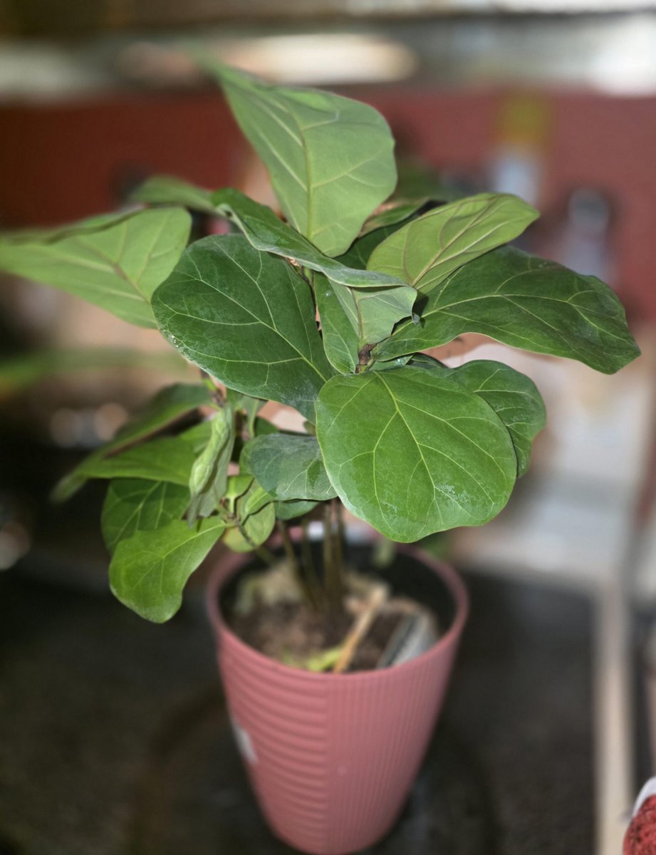 AllForGardening's tweet image. It fiddled its way into my cart and into my heart
 
allforgardening.com/1504719/it-fid…
 
#FicusLyrata #FiddleLeafFig