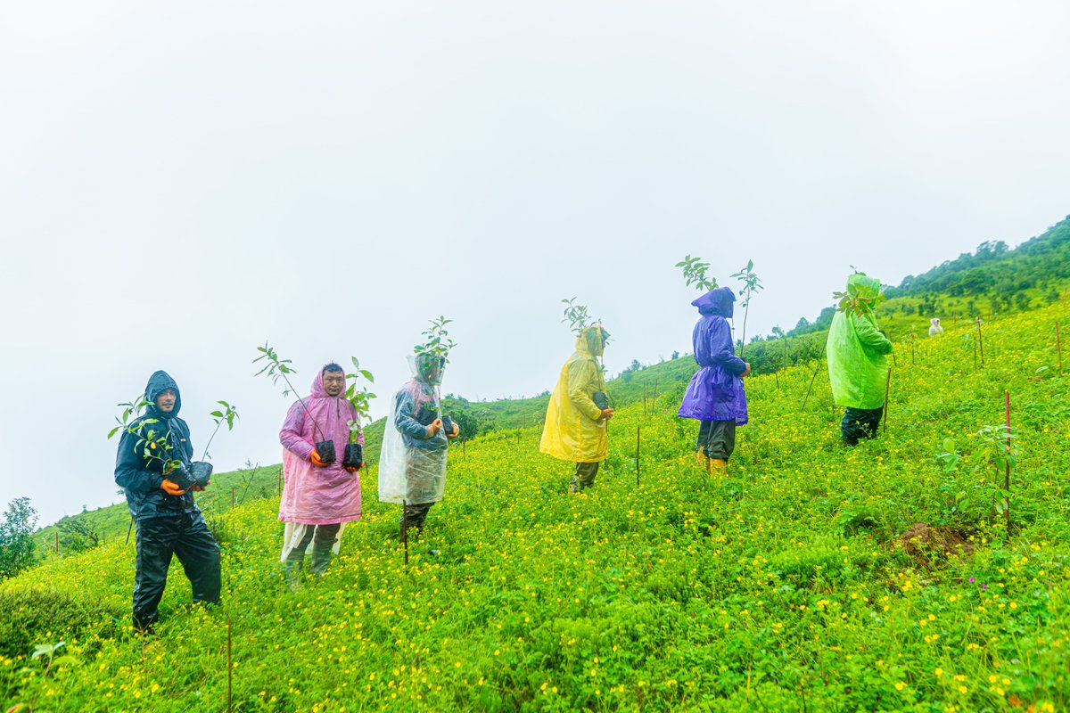 RedPandaNetwork's tweet photo. 🌿 Together, we’re growing a future for red pandas 🐾

Thanks to supporters like you, we’ve planted 900,000+ native trees on our way to 1 million in Nepal! 🌱

This year alone: 150,000 trees planted to restore 140 hectares of red panda habitat. 🙏 https://t.co/Zps79NQEp2