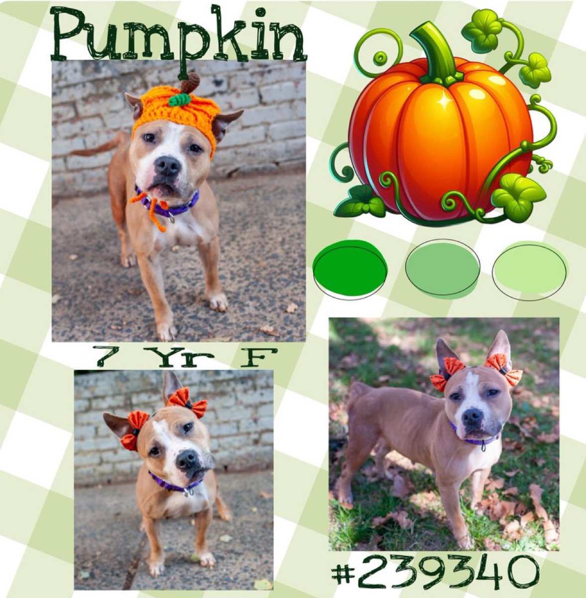 Quinnqueens's tweet image. 🧡 P͙U͙M͙P͙K͙I͙N͙ 🧡
#239340 #MACC 7 Yr F
TBK 11/11
Pumpkin needs emergency placement 4 a vaginal mass. It’s very painful &amp;amp; hard 4 her to go potty. Needs outside vet care! Volunteer fav, says she’s wiggly, lovable &amp;amp; sweet. #Adopt #Foster #Pledge4Medical🧡
nycacc.app/browse/239340