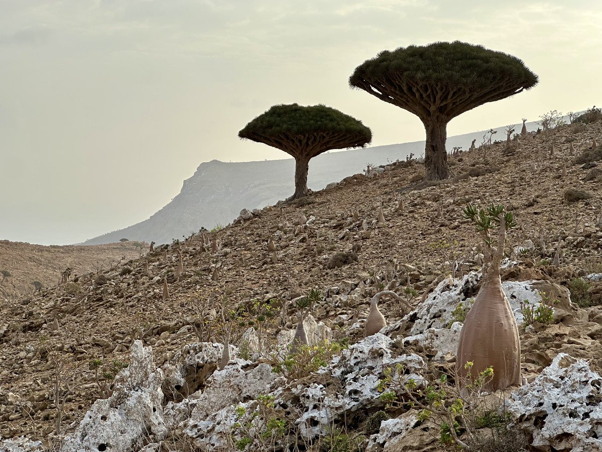 MarketaMoore's tweet photo. Socotra expedition 2025 #socotra #Yemen #November2025 #dragontree #adenium https://t.co/RisasEob2L