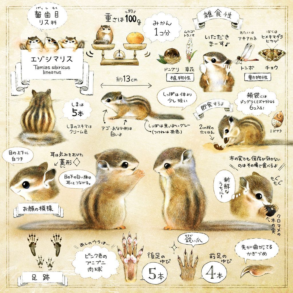 シマリスのソフィー🐿Sophie,Bikke&Tod (@bikke_the_chip) / Posts / X