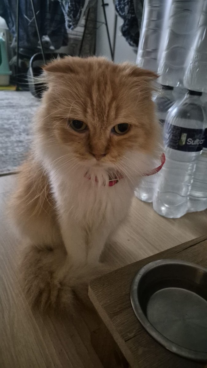 Porno lesbian jangi video