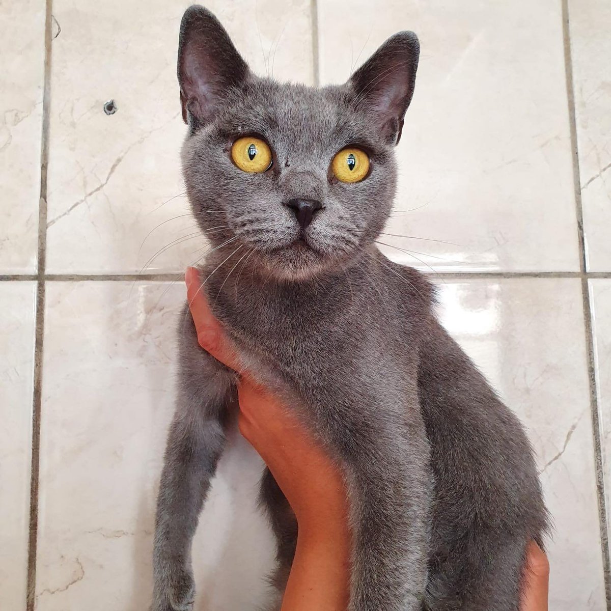 "ÜRETİM MAĞDURU CAN YUVA ARIYOR
Yer ;  Konya ( diğer illere de ulaşım sağlanabilir)
İletişim: 0545 920 37 12  facebook.com/photo?fbid=125…