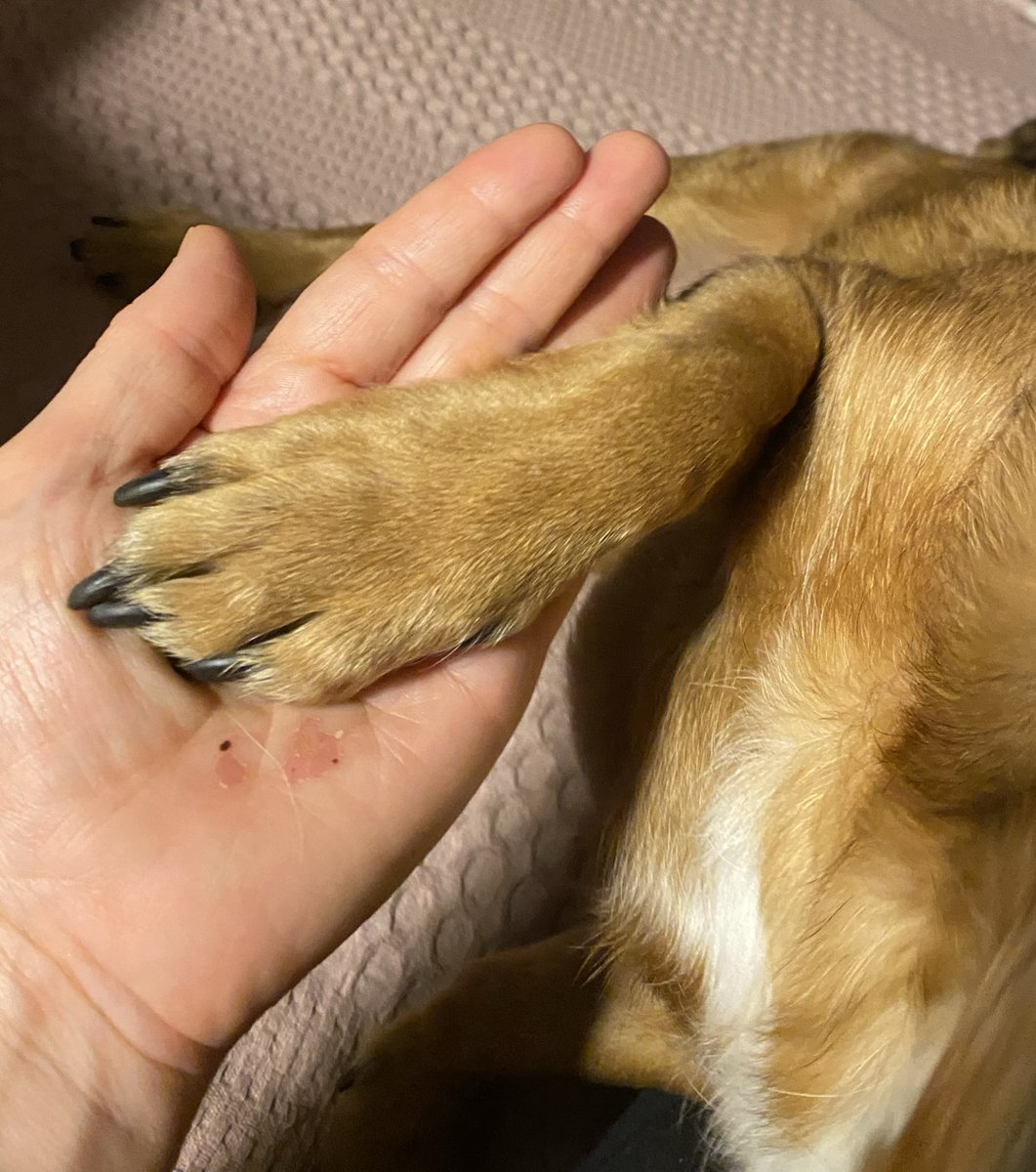 Sunītis informē, ka pilnībā atjaunotas diplomātiskās attiecības ar Saimniecības Vadītāju. 
Pārkāpumi un nodevība piedoti. 
Bet vai aizmirsti?