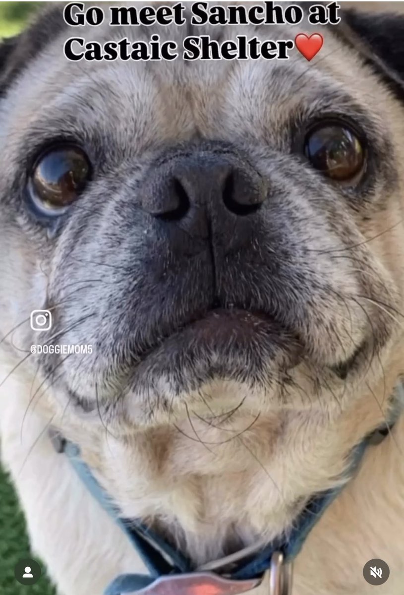 SarahjaneGille1's tweet photo. Watch the VIDEO “FALL IN LOVE” with SANCHO #A5735536 6yrs male #PUG  at #Castaic Shelter #californiaDog #Adopt #Save #REPOSTING VITAL 🙏‼️🐾 Save a dogs life today from being euthanized!

 https://t.co/qJg6518LeF https://t.co/G1cdRtMWOJ