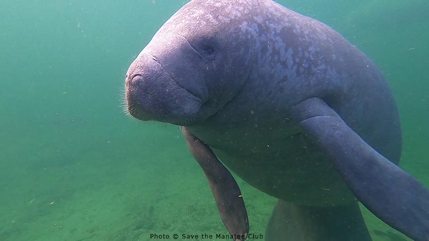 Latest Manatee Update from Blue Spring!
Annie was the only adoptee in again today. Annie does go out in the evening to feed in the river she is not in 24/7. 13 other manatees were in for roll call as well. The river temp was 71.6F (22C).