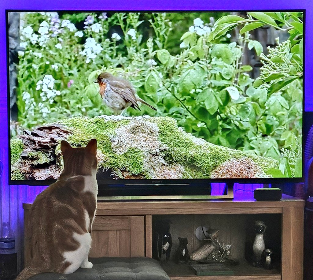 LilyRusty1's tweet image. 🐈❤️😸 Goodnight to all my fur friends sweet dreams 💤 love from Rusty 😸❤️🐈

#CatsOfTwitter #CatsOnTwitter #Cat #cats #CatsAreFamily