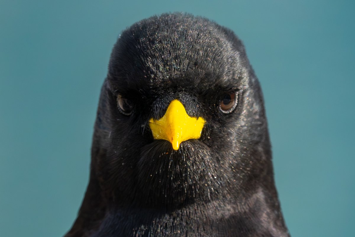 I'm pretty sure the first picture is a Blackbird and the second one some sort of Swiss Auklet?
