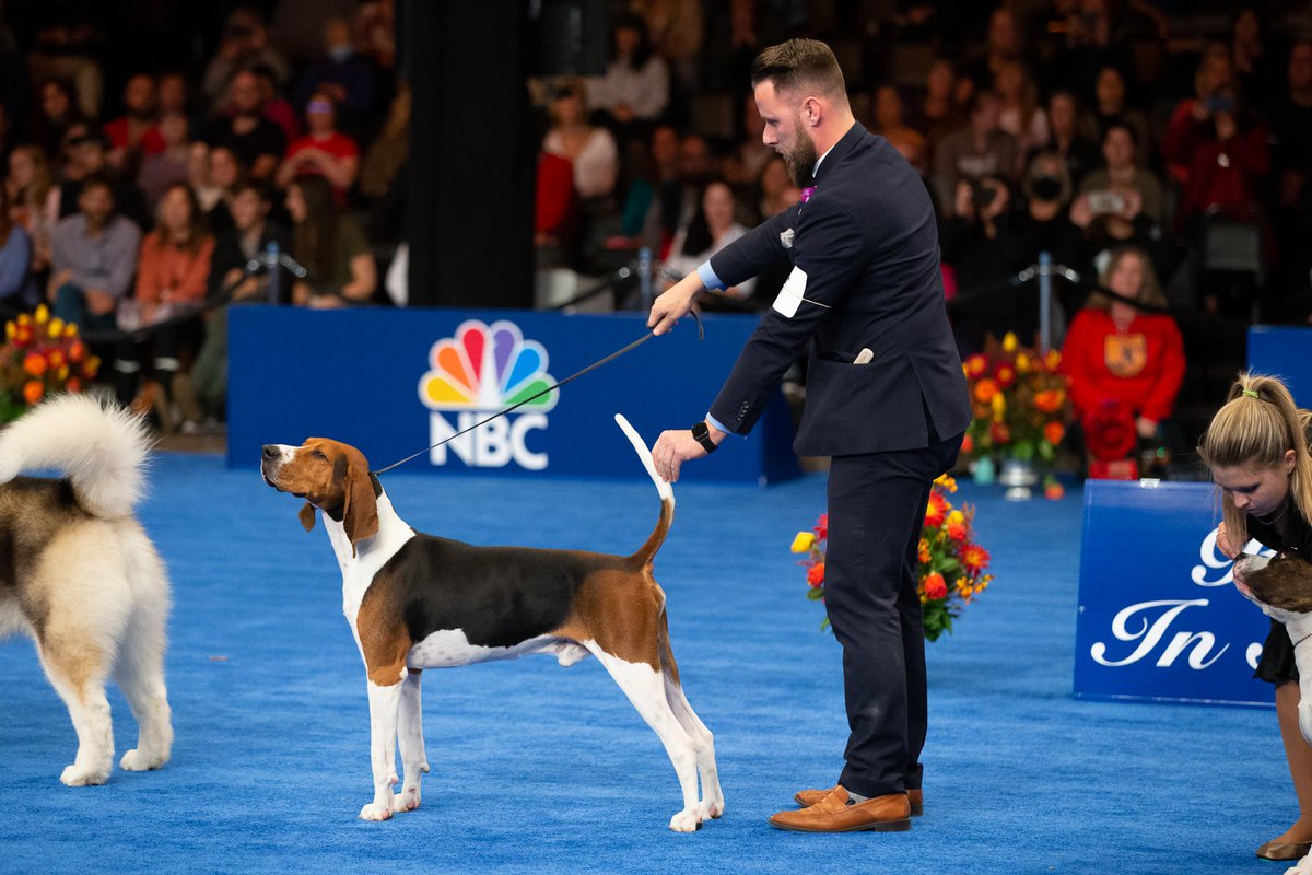 Up Next… National Dog Show !

Nov 15-16  |  Halls A,B,C,D,E (Entrance 📍Hall A)
nds.nationaldogshow.com

<a href="/TheNatlDogShow/">National Dog Show</a>
—

Follow more events at Expo and the Fairgrounds:
📆 phillyexpocenter.com/calendar
📥 phillyexpocenter.com/newsletter
—-

#makeitmontco #nationaldogshow #dogshow #purina