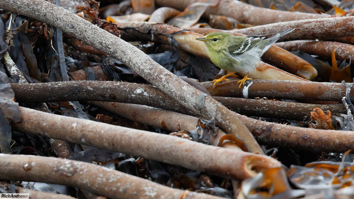 Rich Andrews tweet media