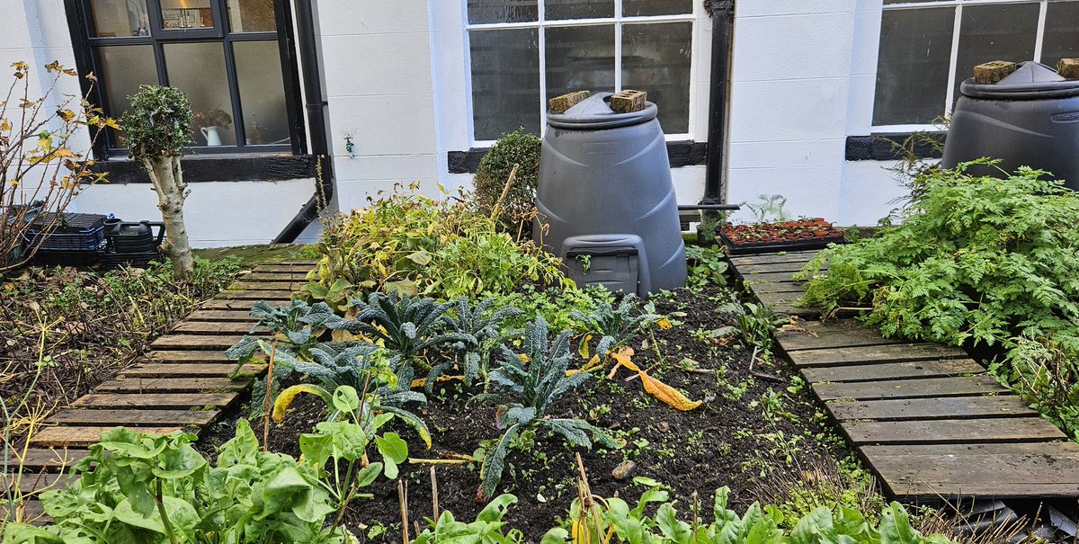barbmilne's tweet image. Cavolo nero &amp;amp; composters @handmadebakery #Slaithwaite, kitchen garden in #WestYorkshire @GardensHour #GardensHour