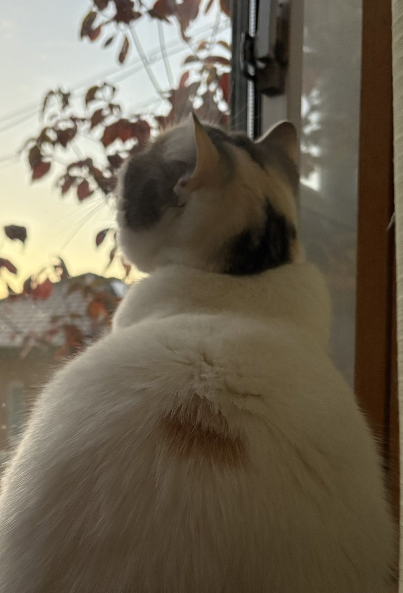 yokunerunene's tweet image. おはも〜にん