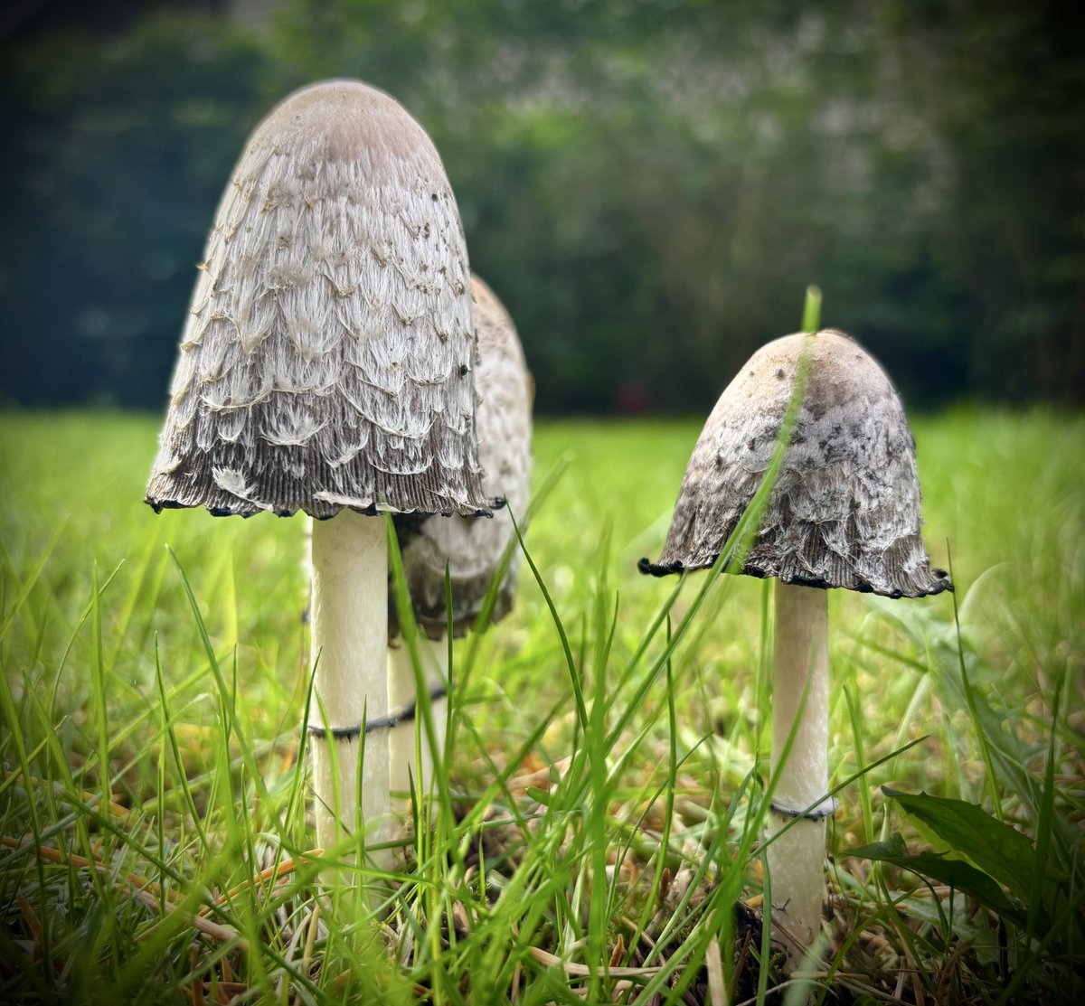 NC (@rowdy_phantom) on Twitter photo 