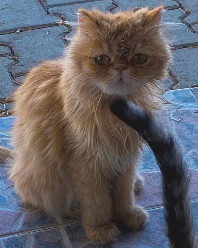 "LÜTFEN ZENA’NIN HİKAYESİNİ OKUYUN VE ONA BİR ŞANS VERİN
Yer;Ankara
İletişim; 0553 228 51 10 Tahmini 10 yaşında, uysal, akıllı ve küçücük bünyesinde kalbi kocaman bir İran kedisi.
Bir zamanlar sömürülmüş sonra da barınağa terk edilmiş. Ama pes etmedi.facebook.com/photo?fbid=125…