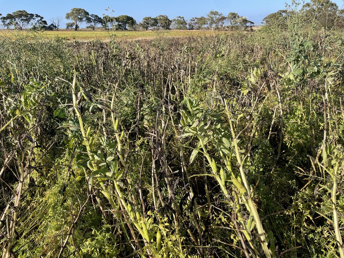 farmersgrowit's tweet photo. Beans are doing a great job at holding the lentils up! #bentils #companioncropping https://t.co/d93JrzRnCU