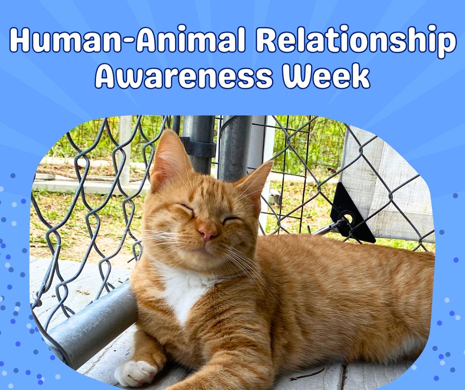It's Human-Animal Relationship Awareness Week! Celebrate the purrfect bond with your cat. That gentle head bump or soothing purr is more than cute, it's a powerful connection that benefits us both. What has your cat taught you? ❤️