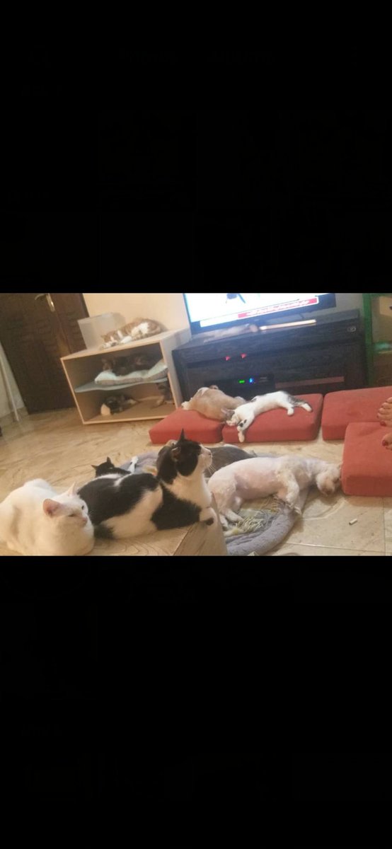 #بهشت_شیرین ، خانواده‌ای از گربه‌ها و سگ‌های رهاشده و بیمار که ازشون نگهداری میکنم . الآن که قطعی آب هم به مشکلاتمون اضافه  شده من مجبورم منبع آب تهیه کنم تا بچه‌ها تشنه نمونن. باید غذا باشه، دارو باشه، مراقبت باشه. لطفا در این مسیر مارو تنها نزارید🥺😞