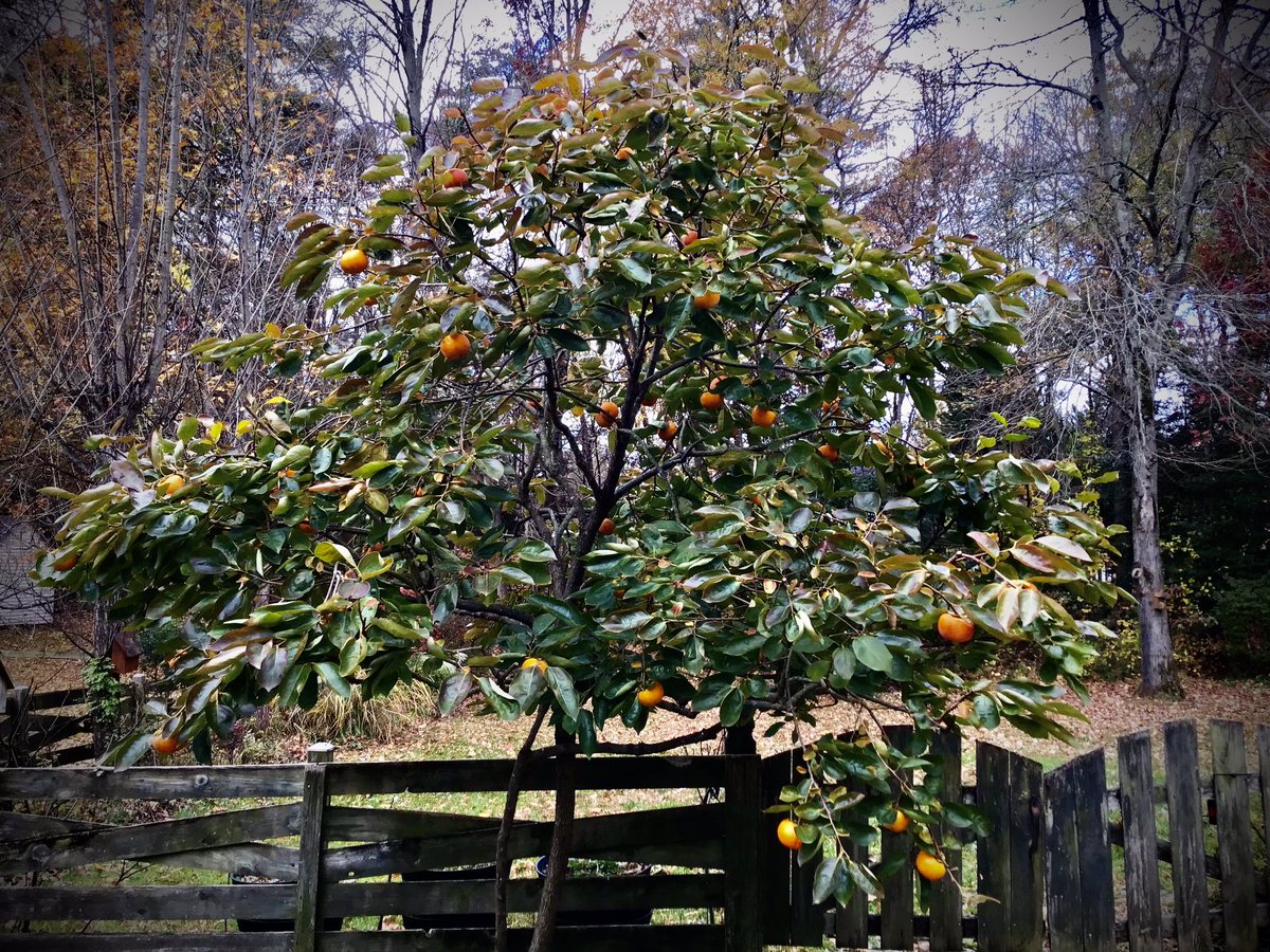 Maro2Bear's tweet photo. @GardensHour Good afternoon & evening to all in #GardensHour . Autumnal winds have arrived and are taking care of the falling leaves. Temps are dipping closer & closer to FREEZING, though no frost here yet. Our #Persimmontree is looking great https://t.co/25LJDHZm8u