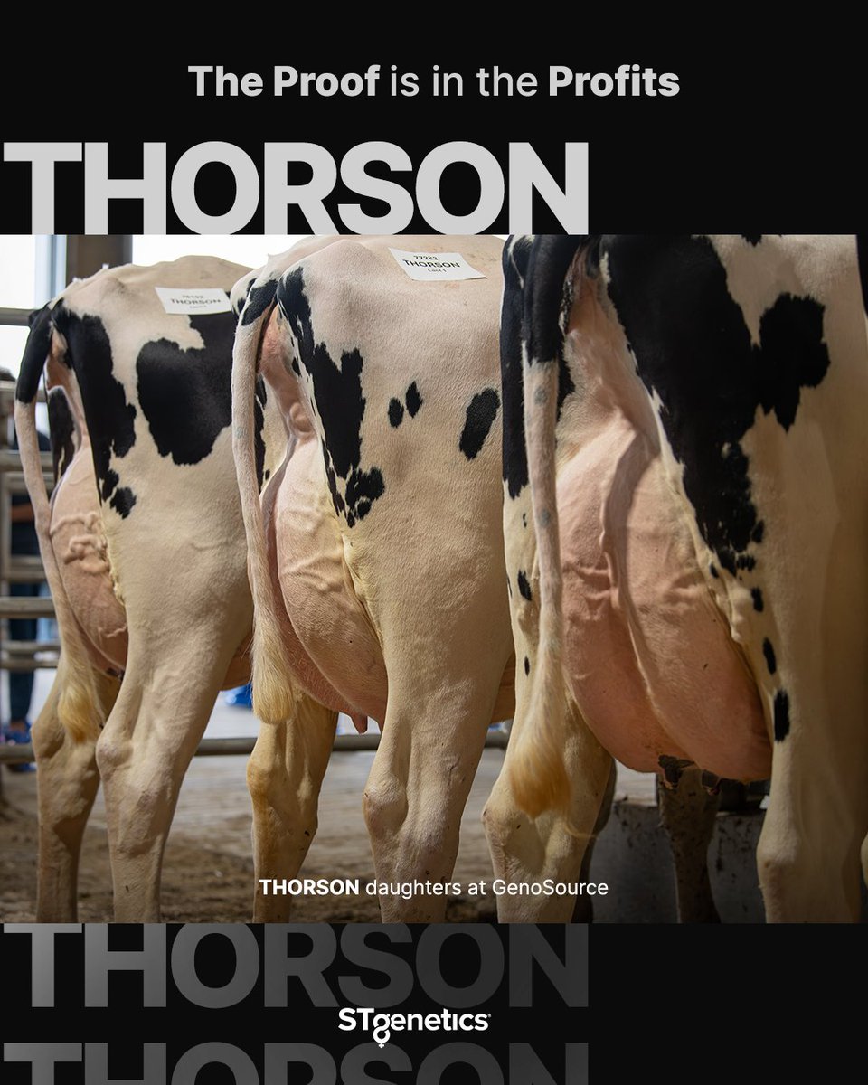 Noble bloodlines, powerful results. That’s THORSON from #STgenetics!
THORSON is +3302 TPI +1060 NM$ +1145 Eco$
THORSON is +135 Fat +.29% +58 Prot +.05%
THORSON is +3.2 PL +.2 CCR &amp; A2A2
#THORSON is a #Legend™ sire available in #Ultraplus™: bit.ly/3hdxxIQ  #Proven