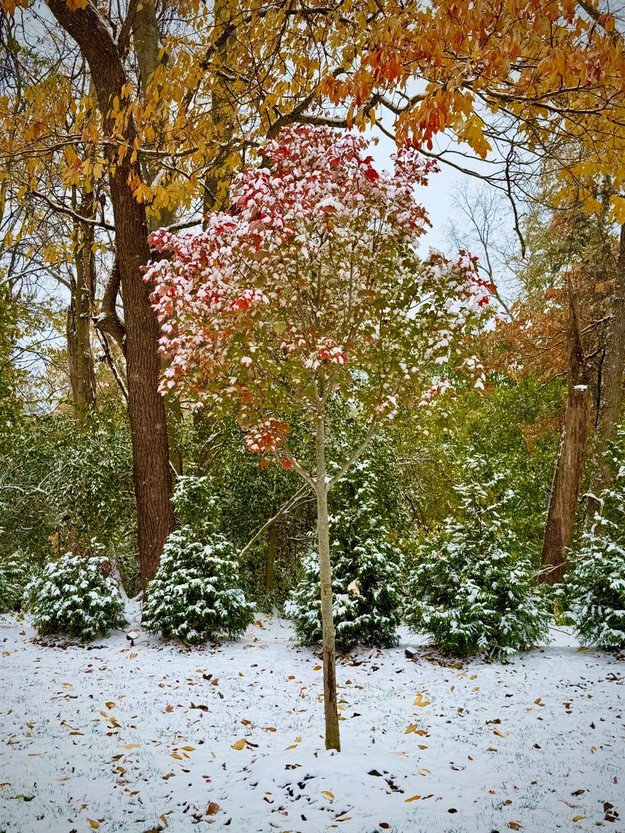 In southern Ohio it’s rare that the snow comes before the leaves are gone.