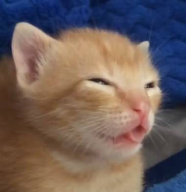 chad dev tweet media