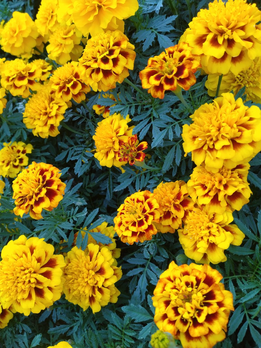 桜12ochi🌸🐋🏍🐺 on X