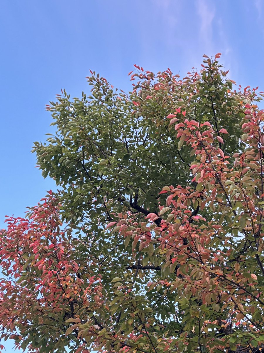 蘭丸ページ 蘭丸1号機 on X