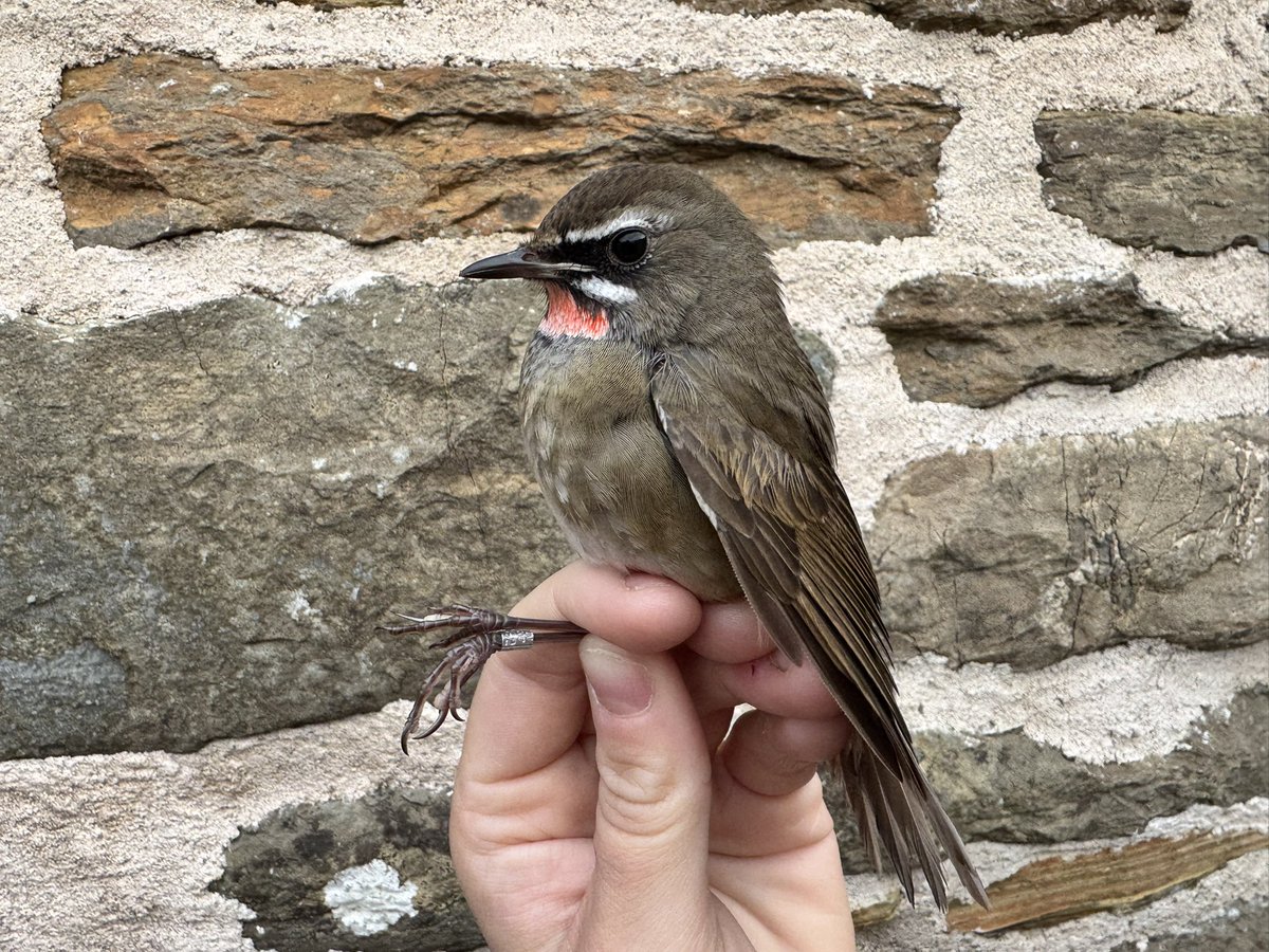 North Ronaldsay Bird Observatory tweet media