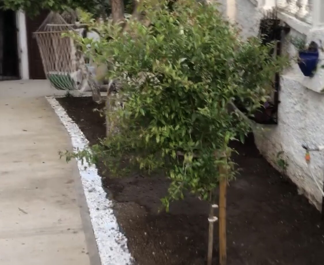 erkalfiliz's tweet photo. @ciftpelin Atanın evini ziyaretimde bahçede budama yapılan Nar ağacından aldığın 2 küçük dalı ıslak bez içerisinde Türkiye’ye getirip köklendirdim.. Birisi İstanbul’daki bahçemde birisi Bodrumdaki bahçemde.. 👍 Hergün gözümün önünde 😊👍 https://t.co/NsqHR4Q3Cj