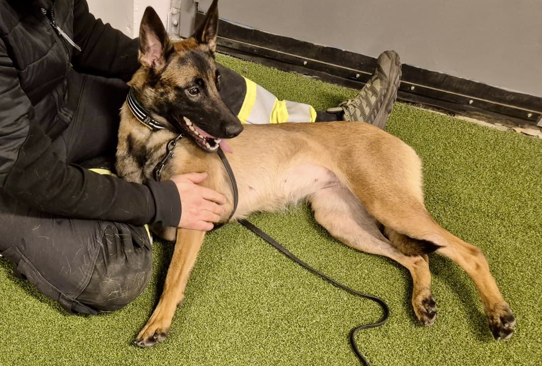 BastardK9's tweet photo. It’s hard to be cozy with a Malinois ❤️🐾😊
#bastardk9 #FromSwedenToUkraine #Malinois https://t.co/lOotMD3MQn