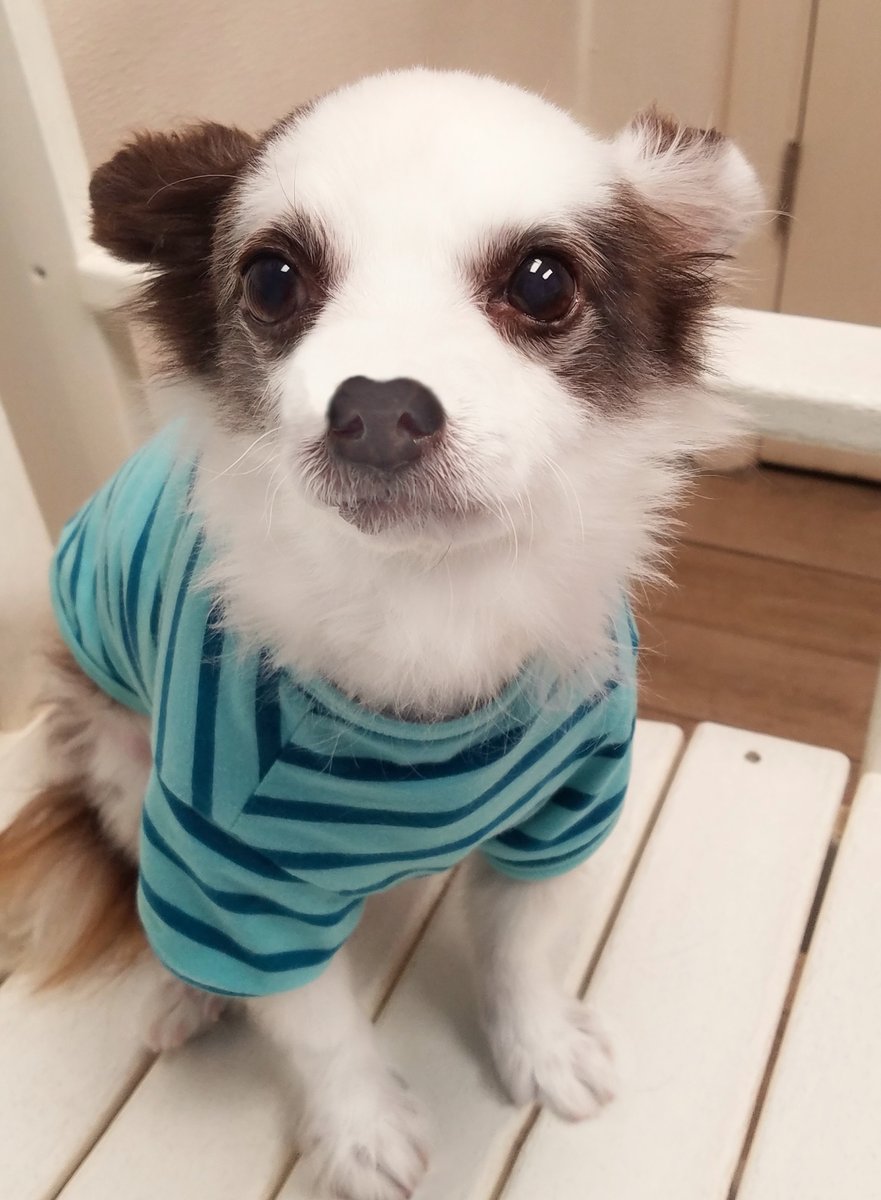 Charlie Boo 💙🐶 tweet media