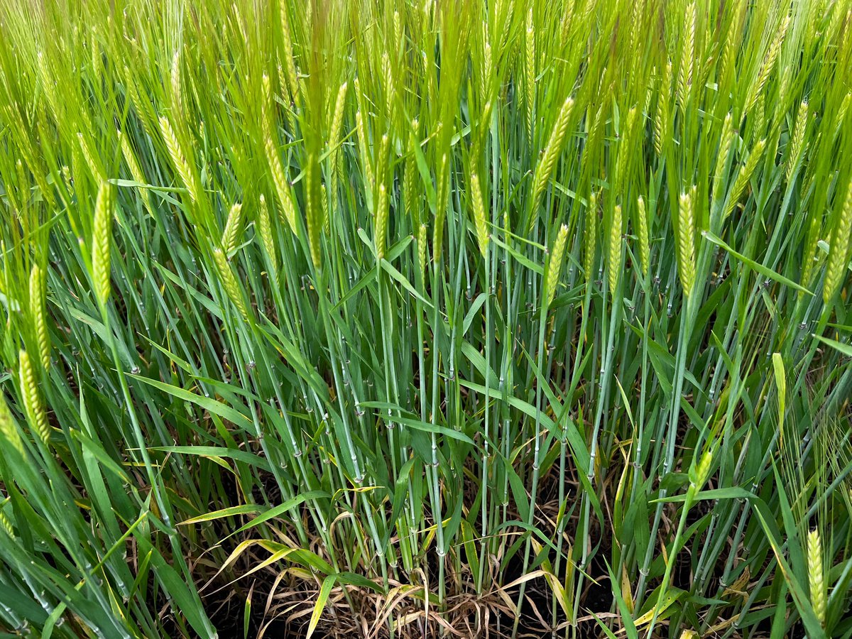 Recorrida de Cebada Andreia
👨🏻‍🌾 Ing. Agrónomo Ignacio Macedo
📍Napaleofu, prov. Buenos Aires

#SomosAGRONOMIA
#SomosSCHANG