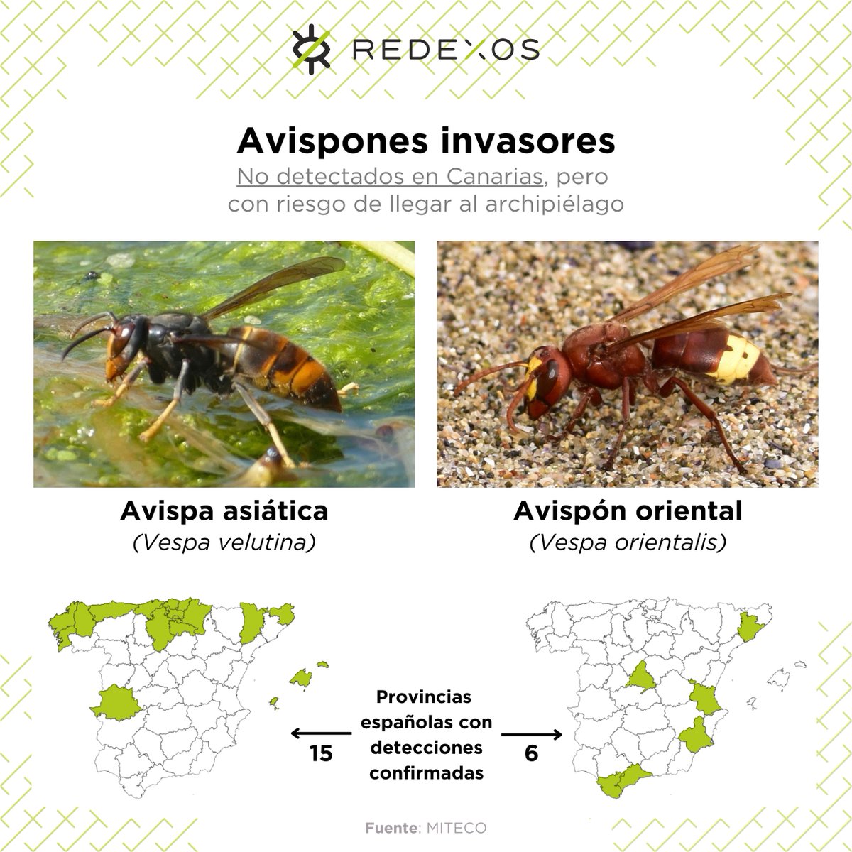 RedEXOS_Gobcan tweet media