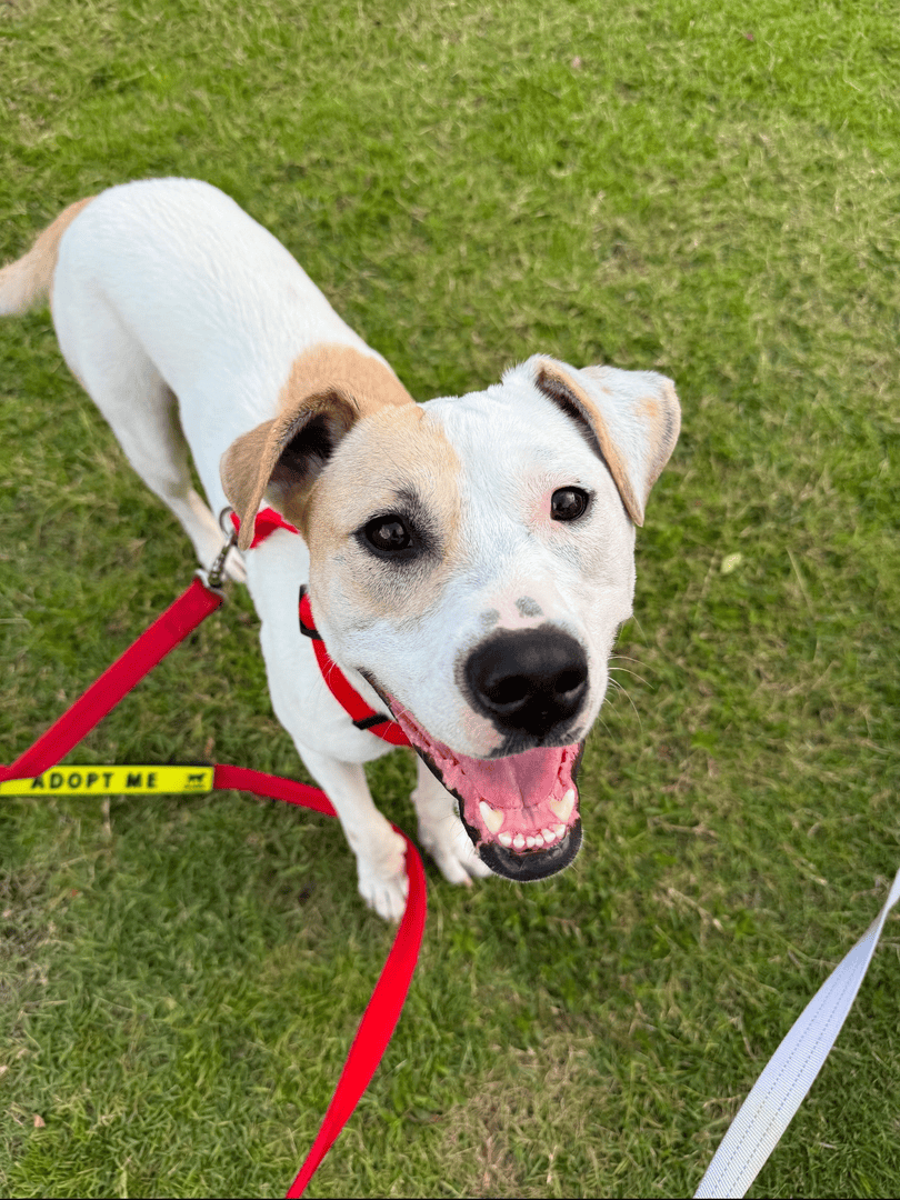 While Pendant had a rough start to life, she's ready to embrace her bright future! She's playful, curious and gets along great with the other dogs in our care.

Could you be the one to give her the fresh start she deserves with a family to call her own? heyor.ca/W9ZwhQ