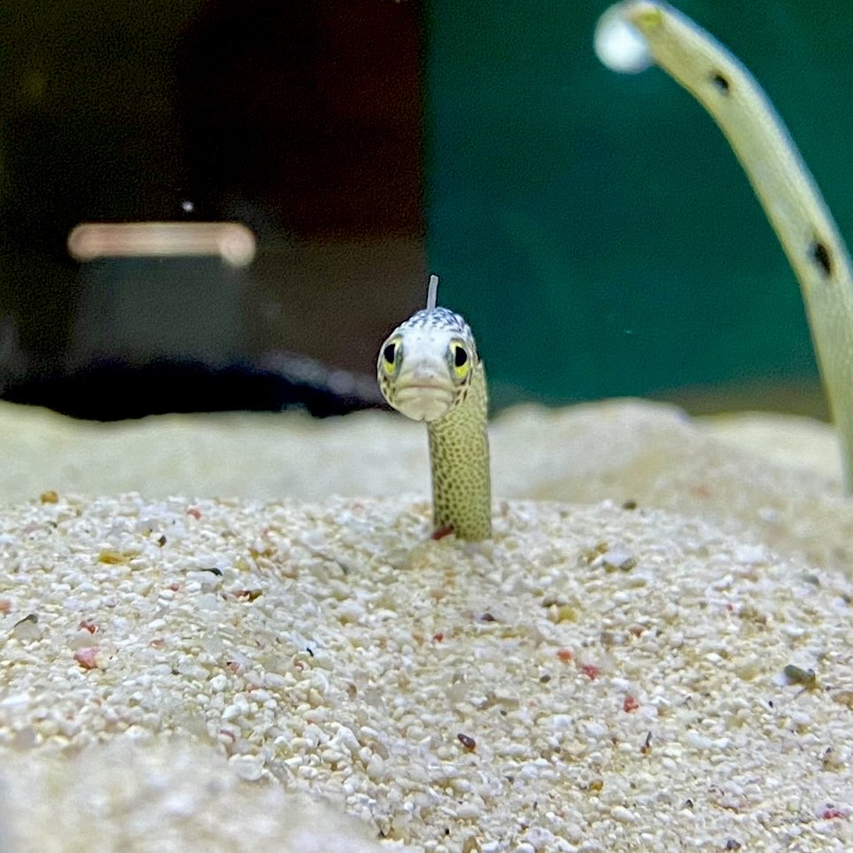 ちんあな屋さん@ゲムマ2025秋 on X