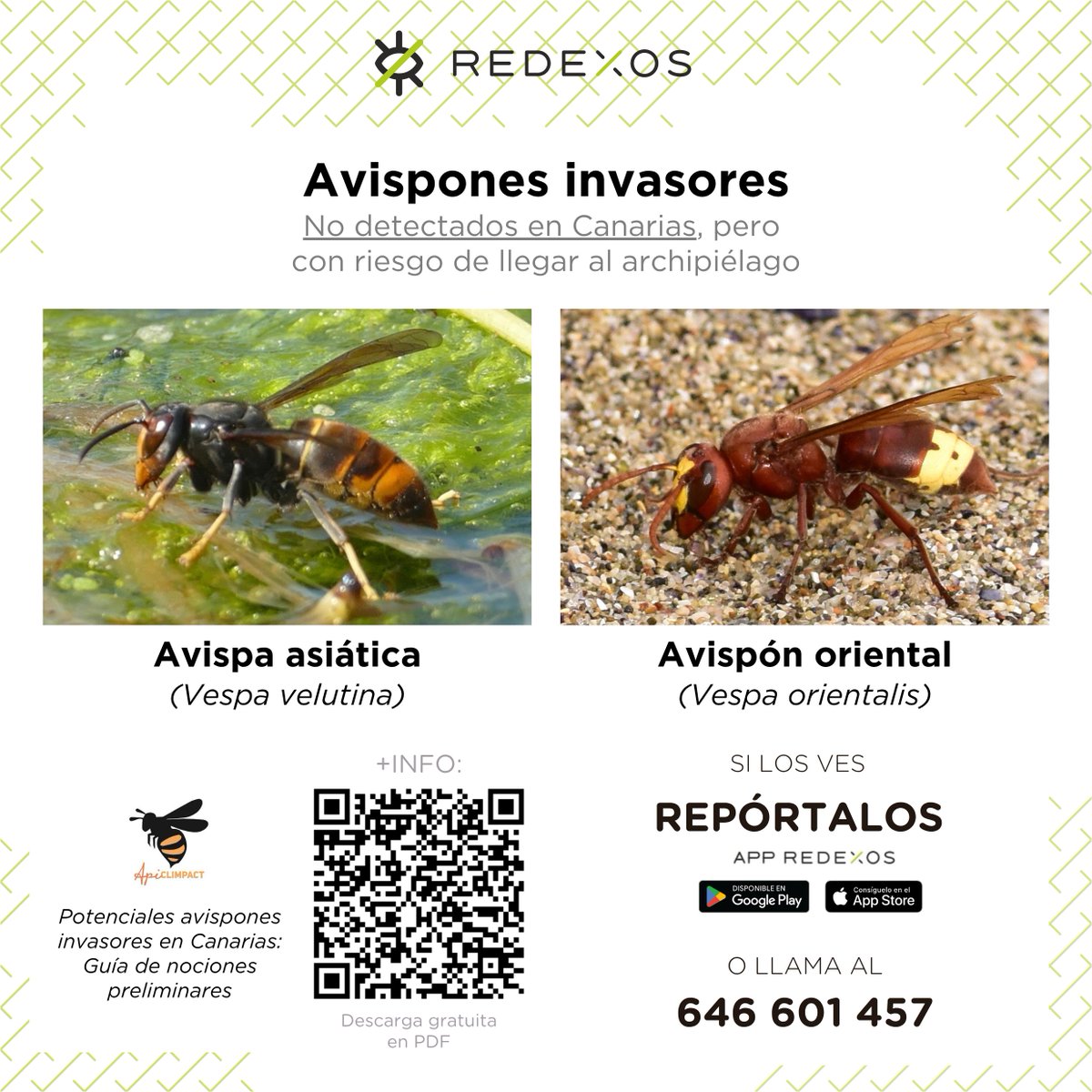 RedEXOS_Gobcan tweet media