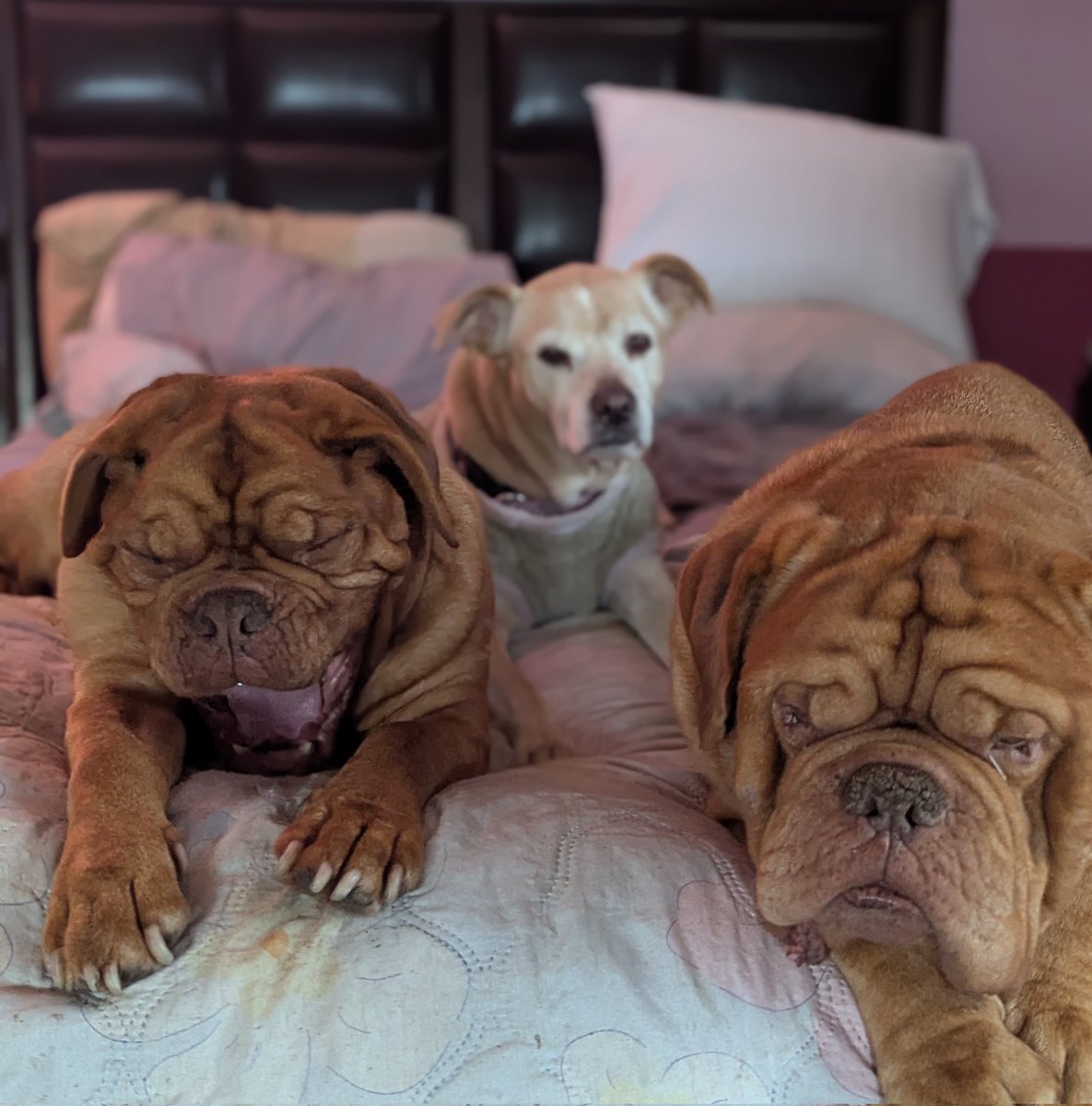 mafia_mastiff's tweet photo. The Mastiff Mafia Bubba,Oscar and Momma Angel are awaiting dinner here in the Pines of Southern Jersey. The boys protect Angel like she's Mom because she helped raise them since they were puppies.😊 Have a great evening friends.🙌🐾🇺🇸🐾 #MomsRule @SeanSean252 https://t.co/8da92YCWe4