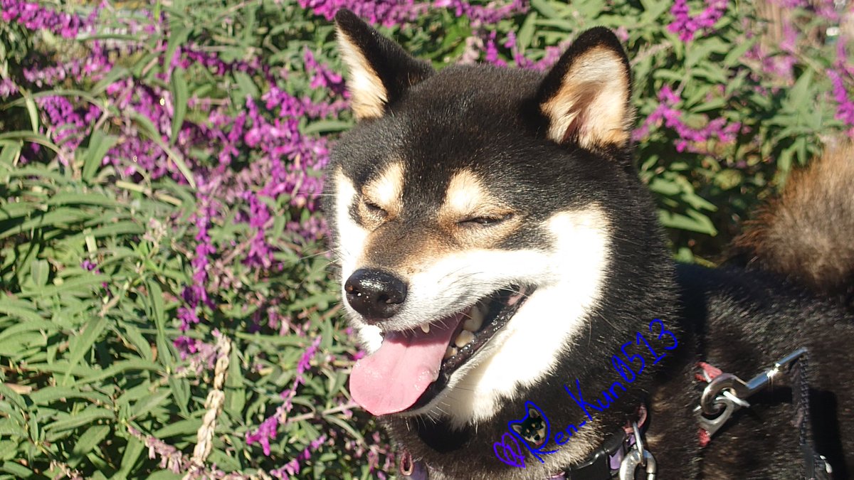 黒柴れん🐕 on X