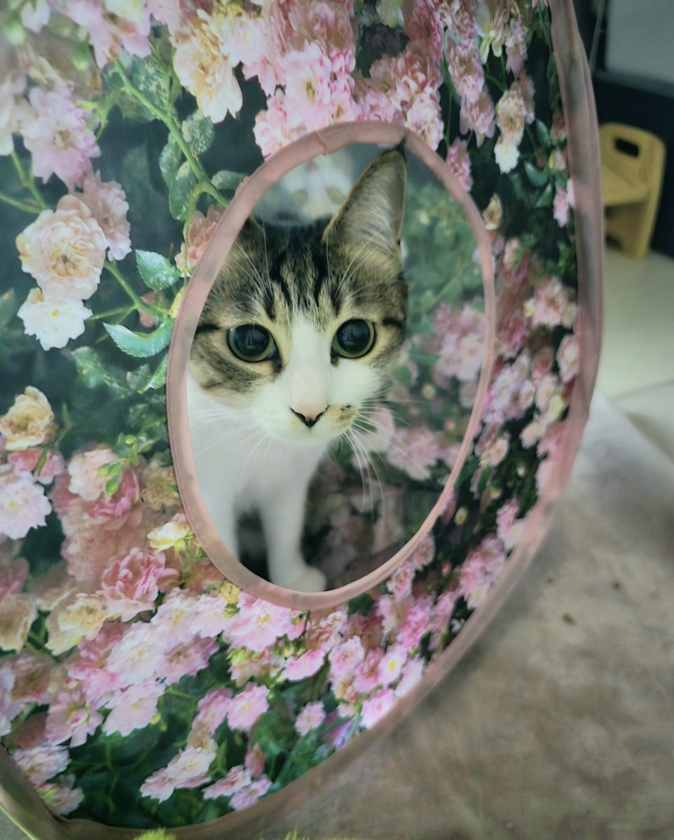 まりも様♡専用ページ まりもちゃん！と🧌 on X