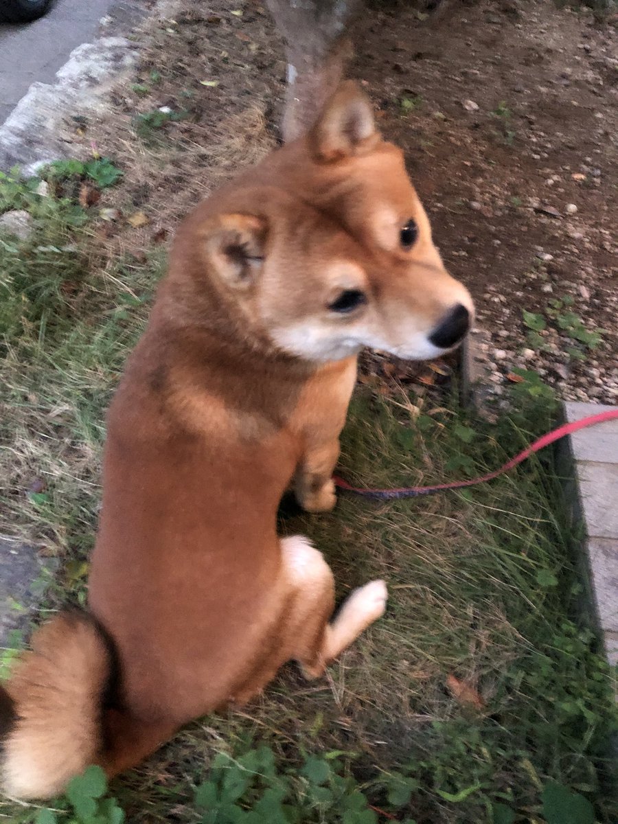 ポチョムキン on X