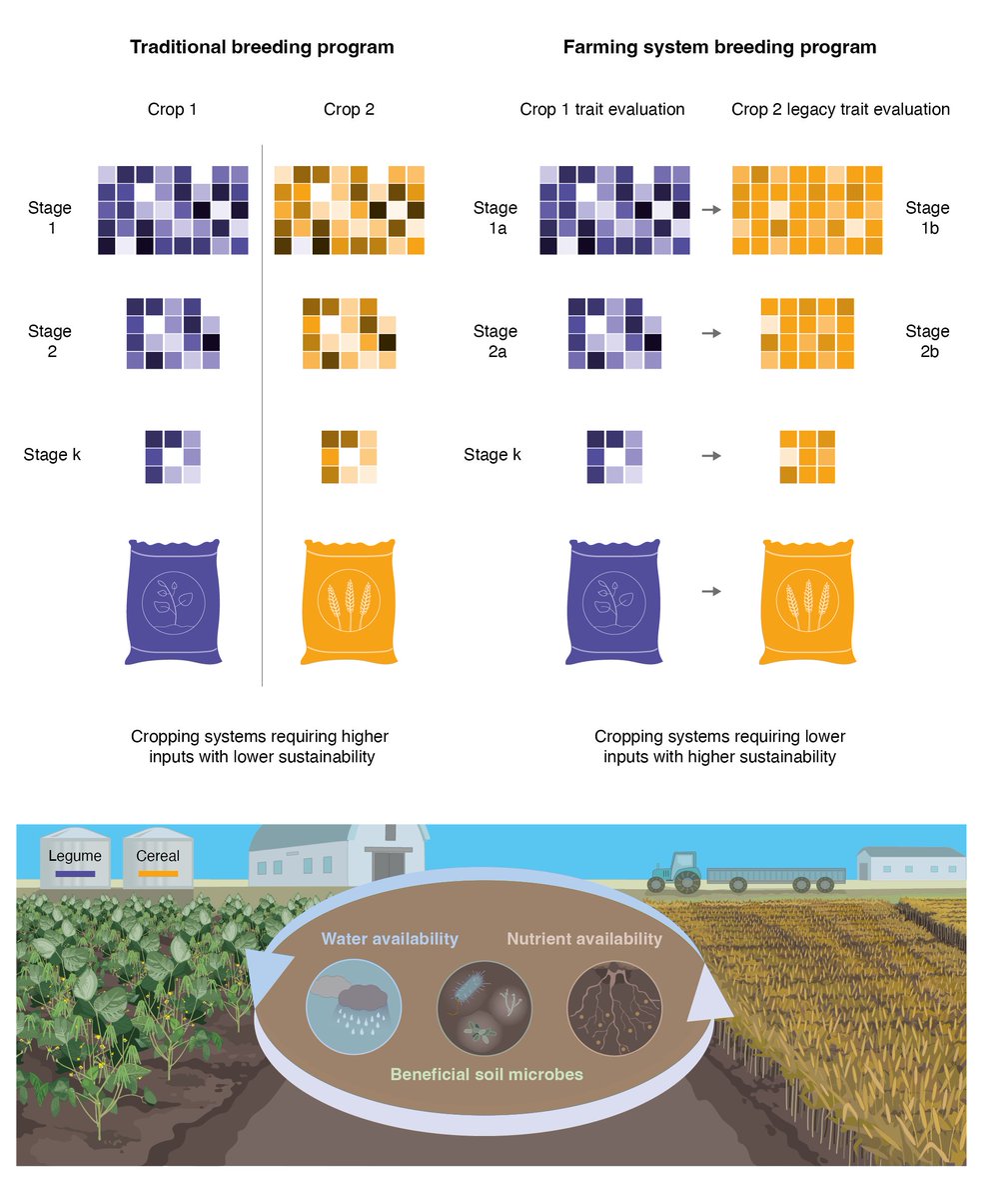 DrHikov's tweet image. What if we could breed crops for entire farming SYSTEMS, not just individual performance?

Our new preprint explores "legacy effects" - how one crop's genetics influence the next crop in rotation. 

The results surprised us! 🧵
